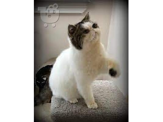 Zapanjujući, prekrasni Maine coon mačići spremni za nove